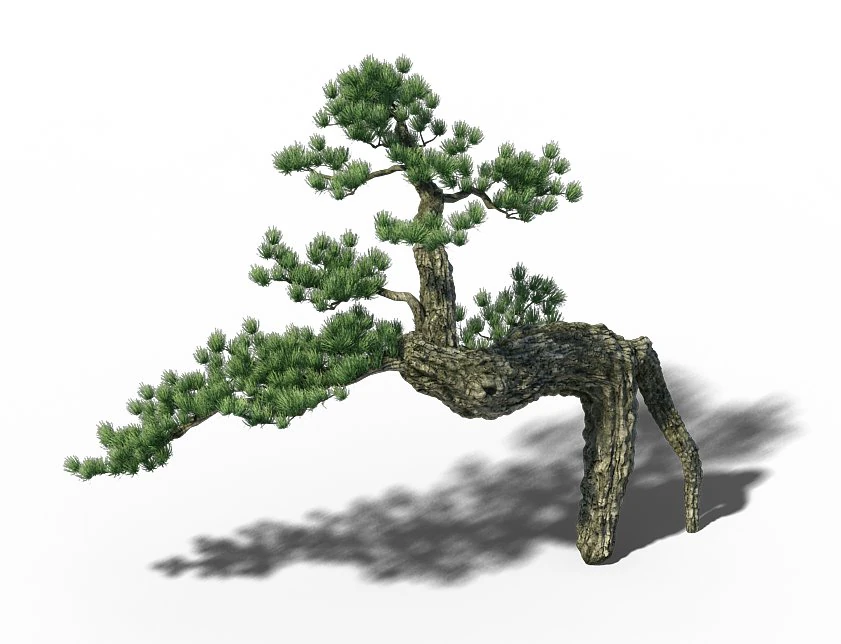 big tree - white chishan - pine 03 3D Model .c4d .max .obj .3ds .fbx .stl .blend 