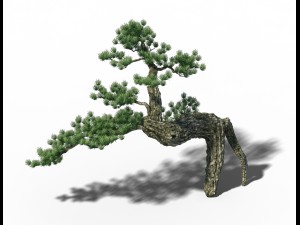 big tree - white chishan - pine 03 3Dモデル