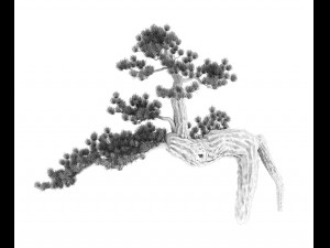 big tree - white chishan - pine 03 3D 模型