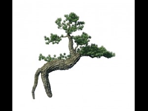 big tree - white chishan - pine 03 3D 模型