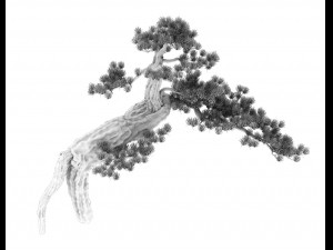big tree - white chishan - pine 03 3D 模型