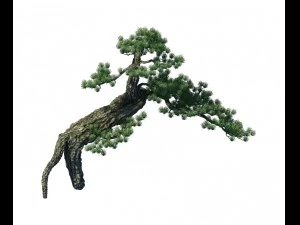 big tree - white chishan - pine 03 3D Model