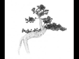 big tree - white chishan - pine 03 3D 模型