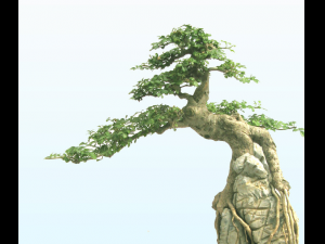 big tree - white chishan - pine 03 3D 模型