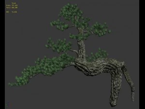 big tree - white chishan - pine 03 3D Model