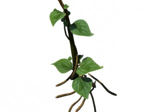 big trees - big vines 02 3D Model