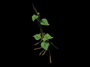 big trees - big vines 02 3D Model