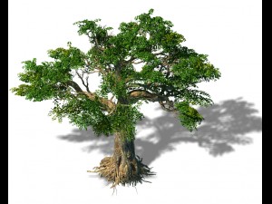 trees - huanglongshan trees Model 3D