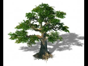 trees - huanglongshan trees 3D Model