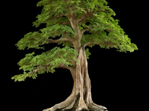 trees - huanglongshan trees 3D Model