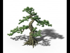 trees - huanglongshan pine 01 3D Модель
