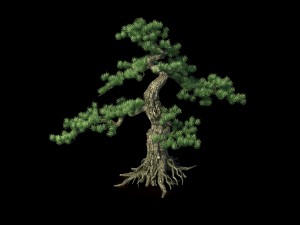 trees - huanglongshan pine 01 Modèle 3D