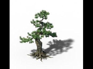 trees - huanglongshan pine 01 Modèle 3D