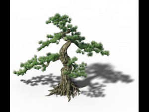 trees - huanglongshan pine 01 Modèle 3D