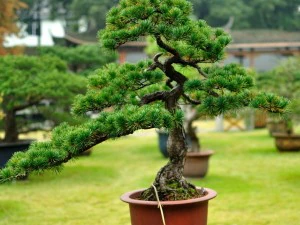 trees - huanglongshan pine 01 3D Model