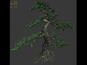 trees - huanglongshan pine 01 Modèle 3D