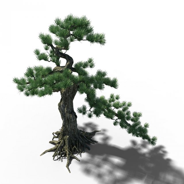 trees - huanglongshan pine 02 3D Model .c4d .max .obj .3ds .fbx .stl .blend 