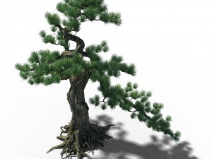 trees - huanglongshan pine 02 3D Model