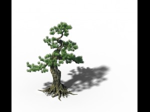 trees - huanglongshan pine 02 3D Model
