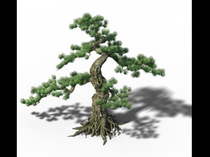 trees - huanglongshan pine 02 3D Model