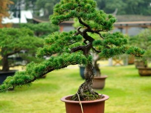 trees - huanglongshan pine 02 3D Model