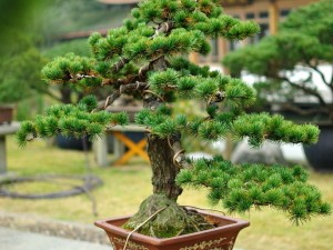 trees - huanglongshan pine 02 3D Model