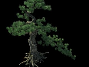 trees - huanglongshan pine 02 3D Model