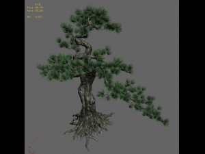 trees - huanglongshan pine 02 3D Model