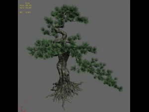 trees - huanglongshan pine 02 3D Model