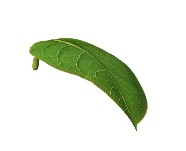 trees - leaves 03 3D Model .c4d .max .obj .3ds .fbx .stl .blend 