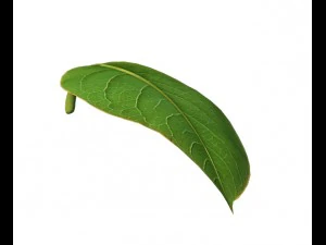 &aacute;rboles - hojas 03 Modelo 3D