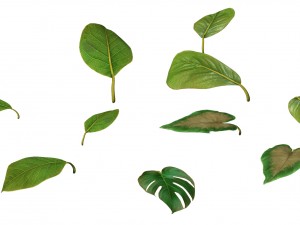trees - leaves 03 Modèle 3D