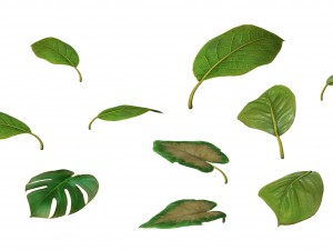 trees - leaves 03 Modèle 3D