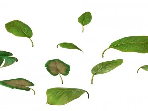 trees - leaves 03 3D Model