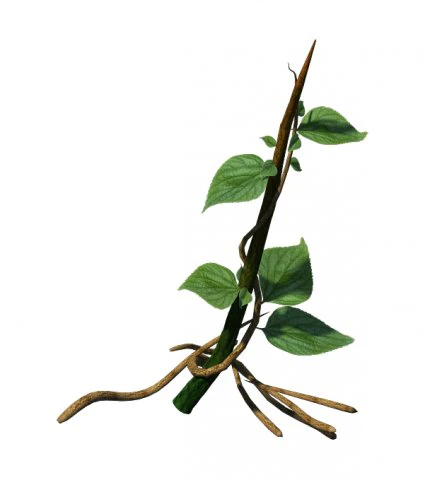 grote bomen - wijnstokken 02 3D Model .c4d .max .obj .3ds .fbx .stl .blend