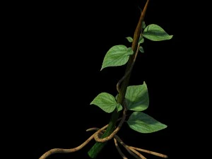 pohon besar - tanaman merambat 02 Model 3D