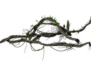 big trees - vines 03 3D Model