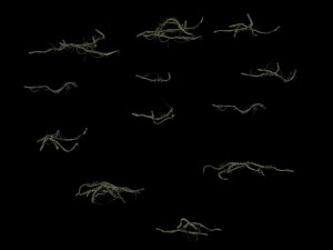 big trees - vines 03 Modelo 3D