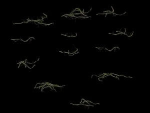 big trees - vines 03 3D Model