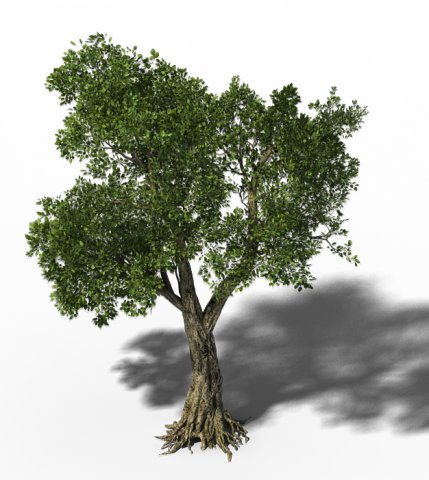 windland prairie - big tree 01 3D 모델 .c4d .max .obj .3ds .fbx .stl .blend 