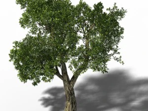 pradera de viento - &aacute;rbol grande 01 Modelo 3D