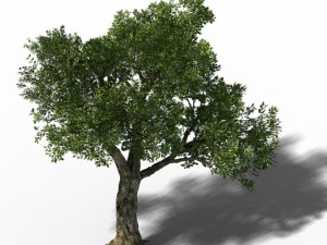 windland prairie - big tree 01 3D 모델