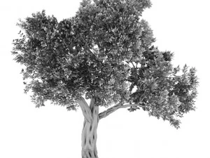 windland prairie - big tree 01 3D Model