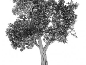 windland prairie - big tree 01 3D 모델