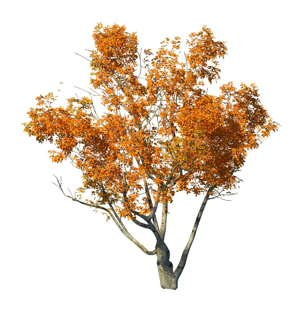 shrub - huanglongshan small tree 01 3D Model .c4d .max .obj .3ds .fbx .stl .blend 