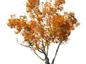 arbusto - &aacute;rbol peque&ntilde;o huanglongshan 01 Modelo 3D