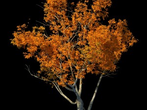 shrub - huanglongshan small tree 01 Modèle 3D
