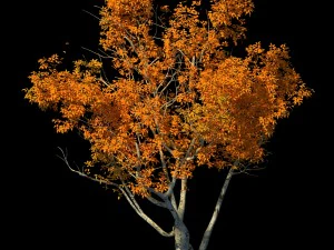 shrub - huanglongshan small tree 01 3D Model