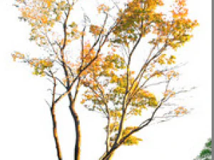 shrub - huanglongshan small tree 01 3D Model