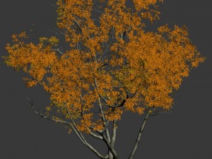 shrub - huanglongshan small tree 01 Modèle 3D
